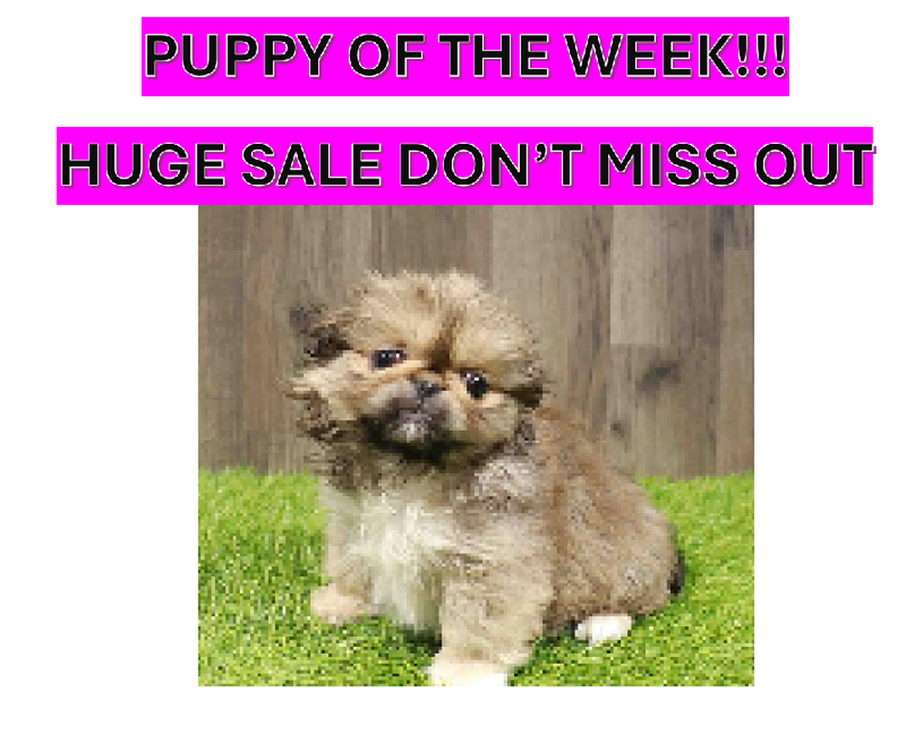 Female Pekingese Puppy for Sale in Albany, NY
