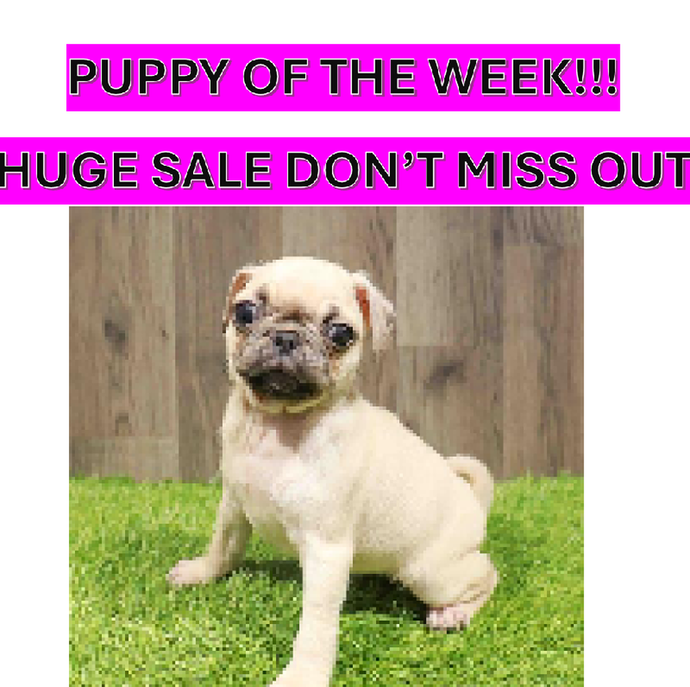 Female Pug Puppy for Sale in Albany, NY