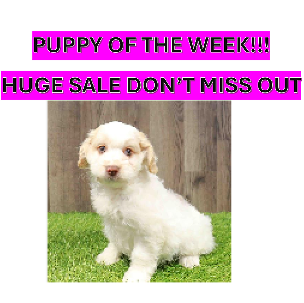 Male Cockapoo Puppy for Sale in Albany, NY
