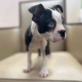 Boston Terrier