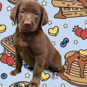 Labrador Retriever