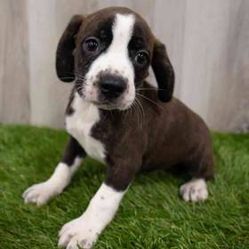 Boglen Terrier