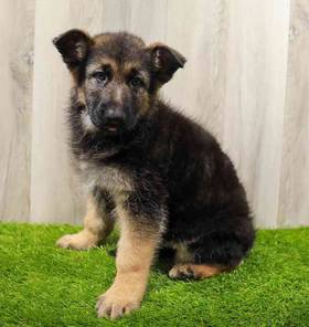 German Shepherd Dog