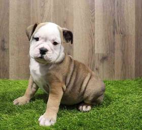 Bulldog
