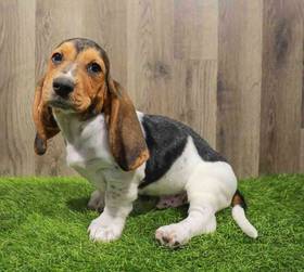 Basset Hound