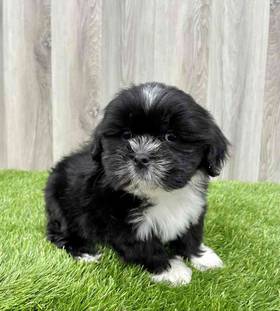 Lhasa Apso