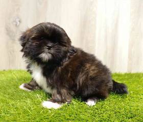 Shih Tzu