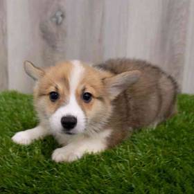 Pembroke Welsh Corgi