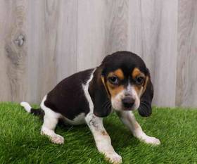 Beagle