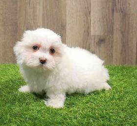 Maltese