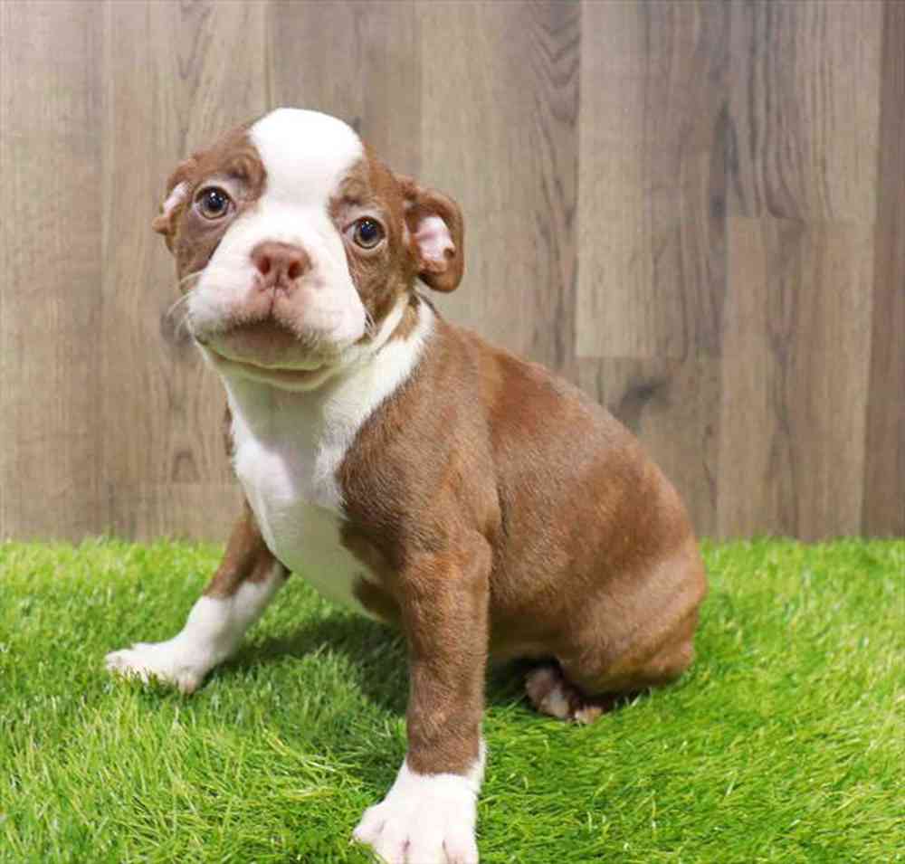 Boston Terrier Puppy for sale Pet Zone Poughkeepsie