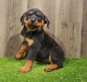 Rottweiler