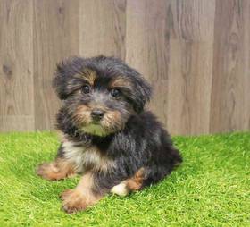 Morkie