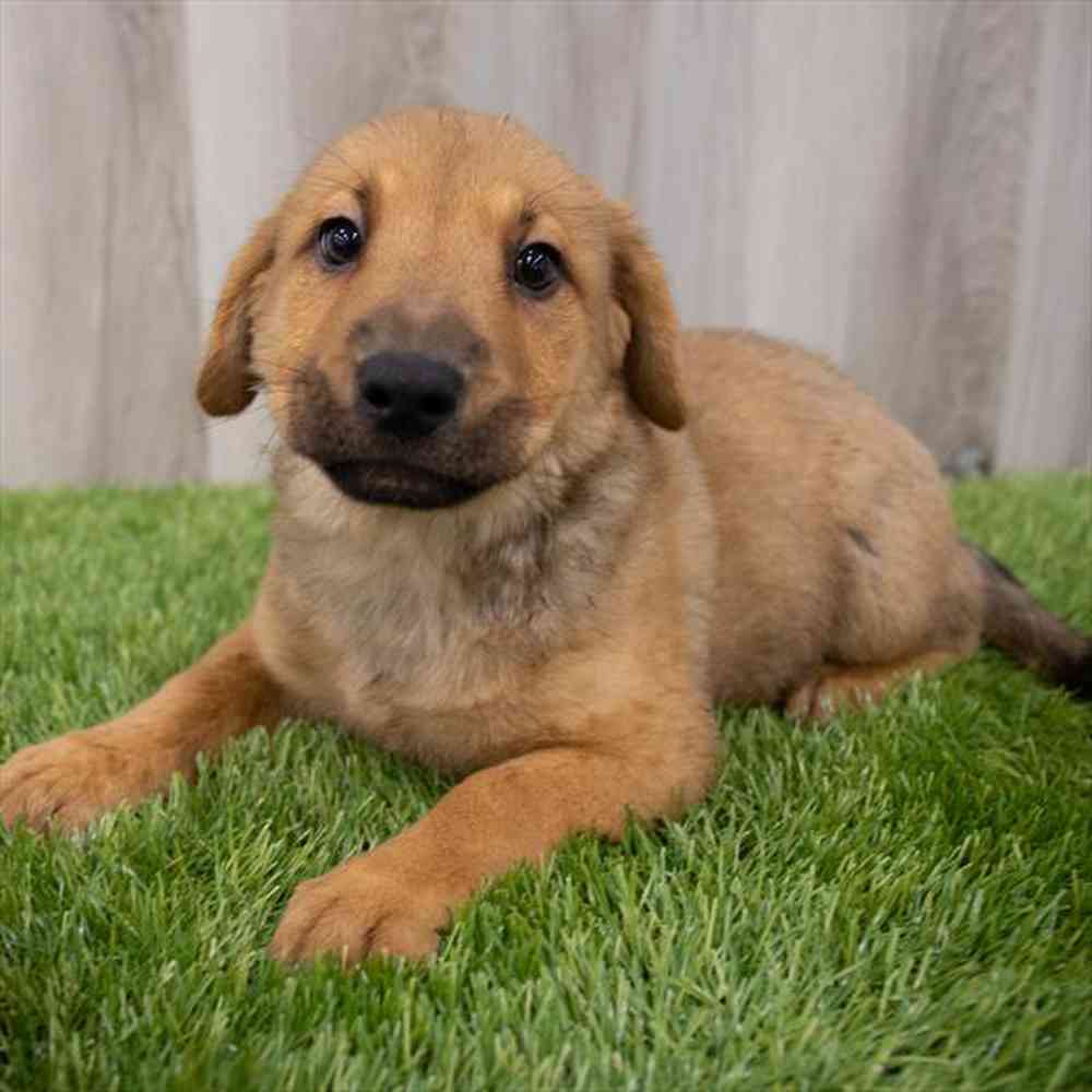 Sharp Eagle Puppy for sale Pet Zone Poughkeepsie