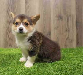 Pembroke Welsh Corgi