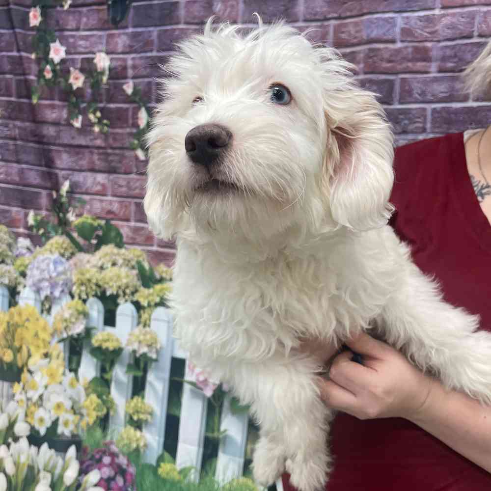 Sheepadoodle Mini 2nd gen Puppies for sale