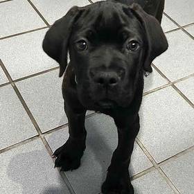 Cane Corso