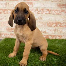 Bloodhound