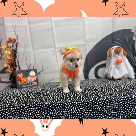 PekingesePomeranian Puppies for Sale {location_separator}