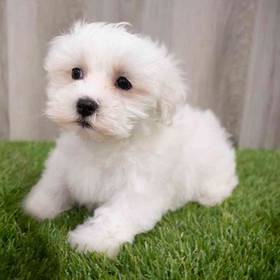 Maltese