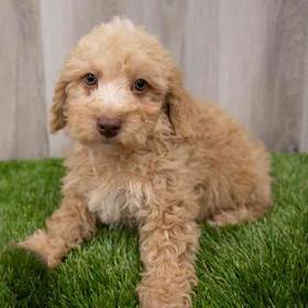Poodle