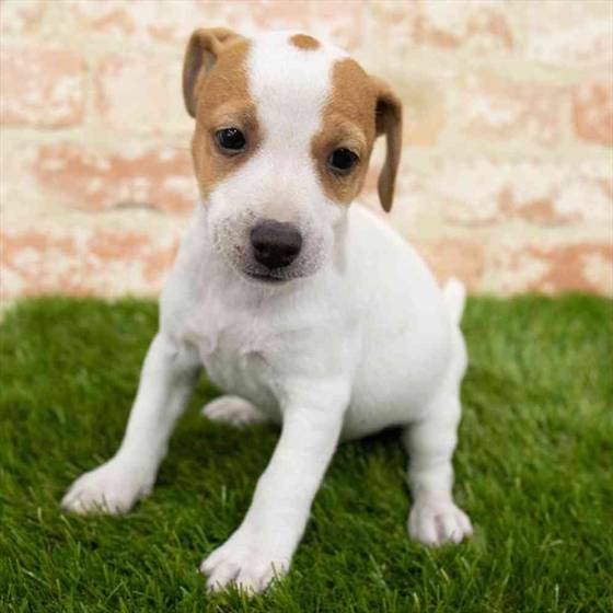 Jack Russell Terrier Puppy for sale Pet Zone Poughkeepsie