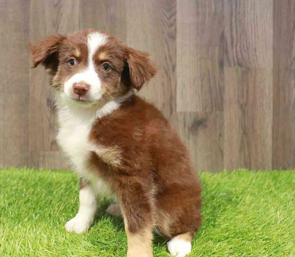 Miniature Australian Shepherd Puppy for sale Pet Zone Poughkeepsie