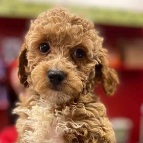 Poodle