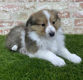 Sheltie