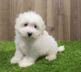 Coton De Tulear