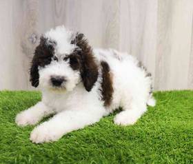 Mini Sheepadoodle