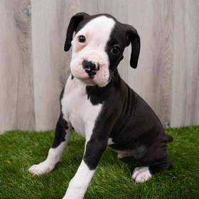 Boxer