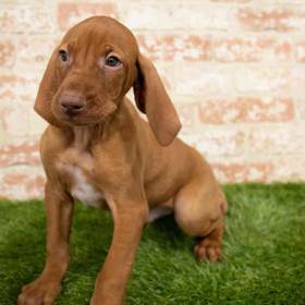 Vizsla