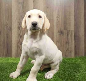 Labrador Retriever