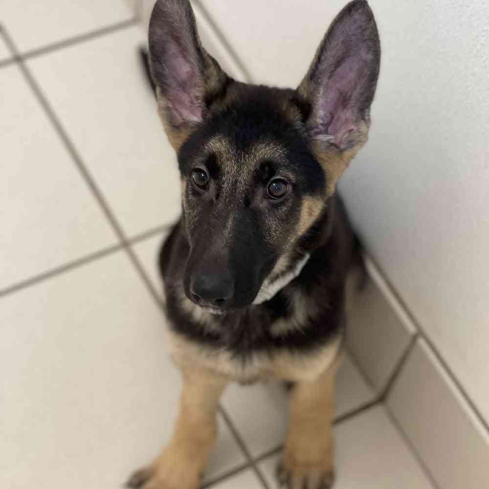 Female German Shepherd Dog Puppy for sale
