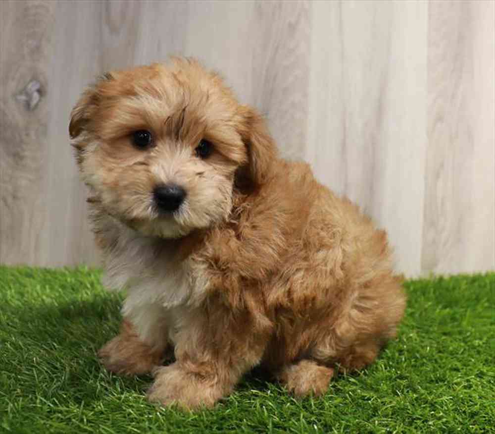Morkie Puppy for sale Pet Zone Albany