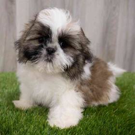 Shih Tzu