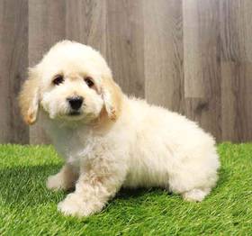 Cockapoo