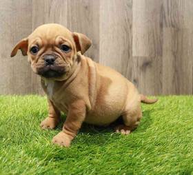 Bulldog ori pei