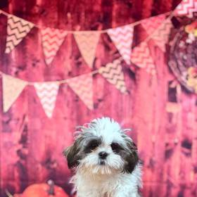 Shih Tzu