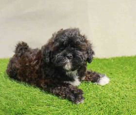 Shipoo
