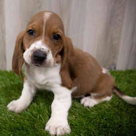 Basset Hound