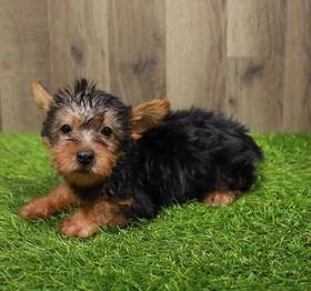 Silky Terrier