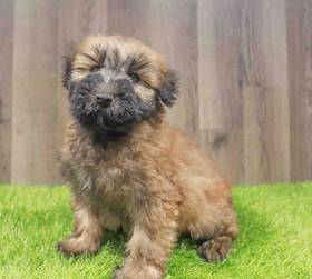 Soft Coated Wheaten Terrier