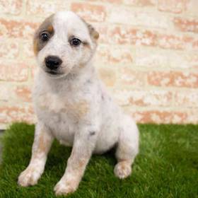 Texas Heeler