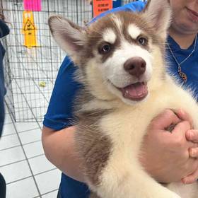 Siberian Husky