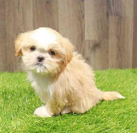 Shih Tzu