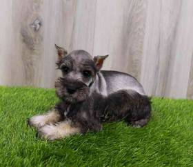 Mini Schnauzer