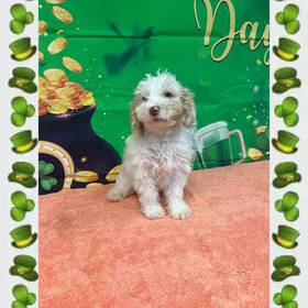 Mini Sheepadoodle