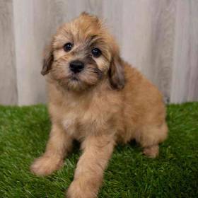 Mini Whoodle